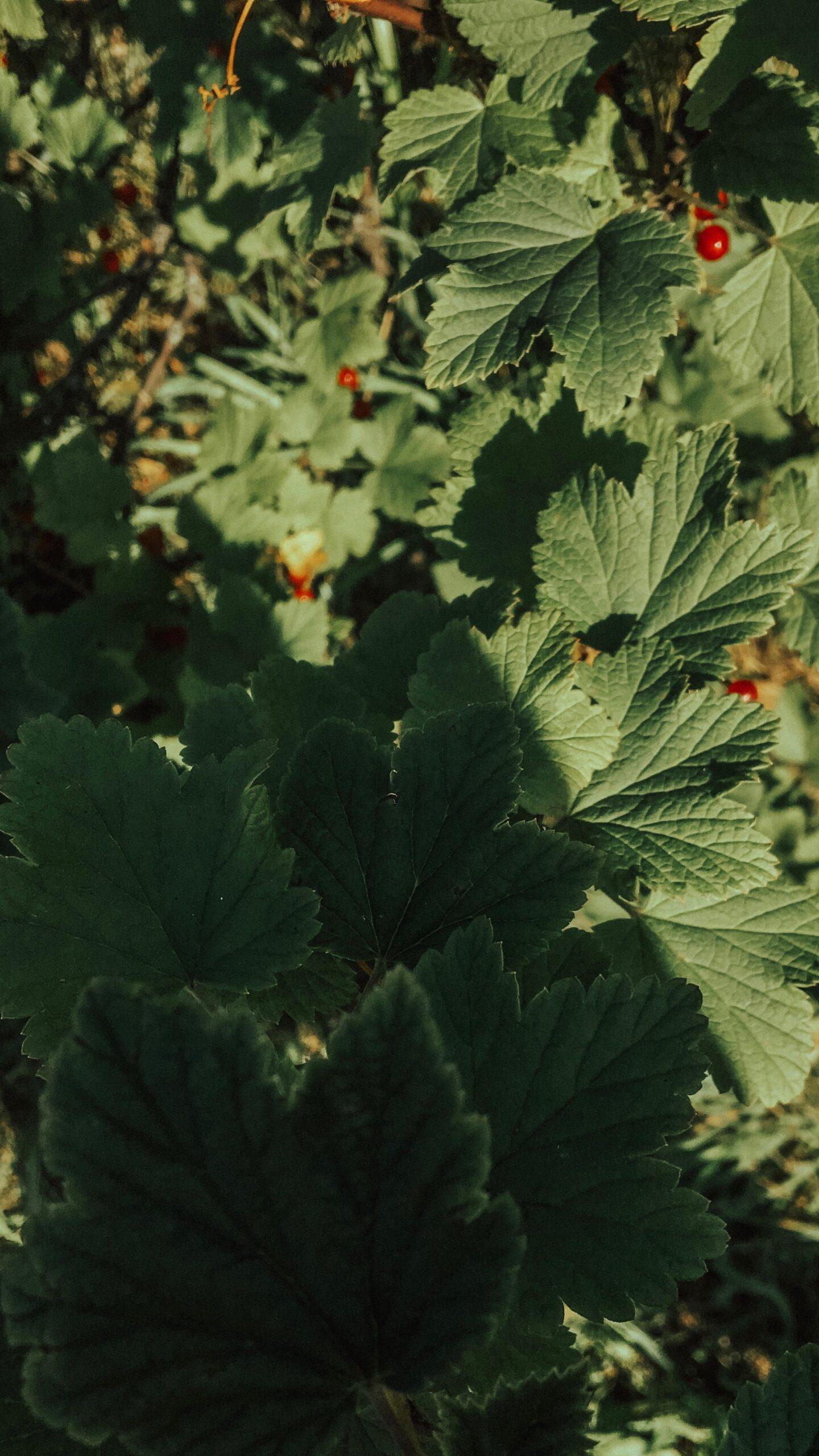 Le grand ménage de printemps : branches nettes, sol propre