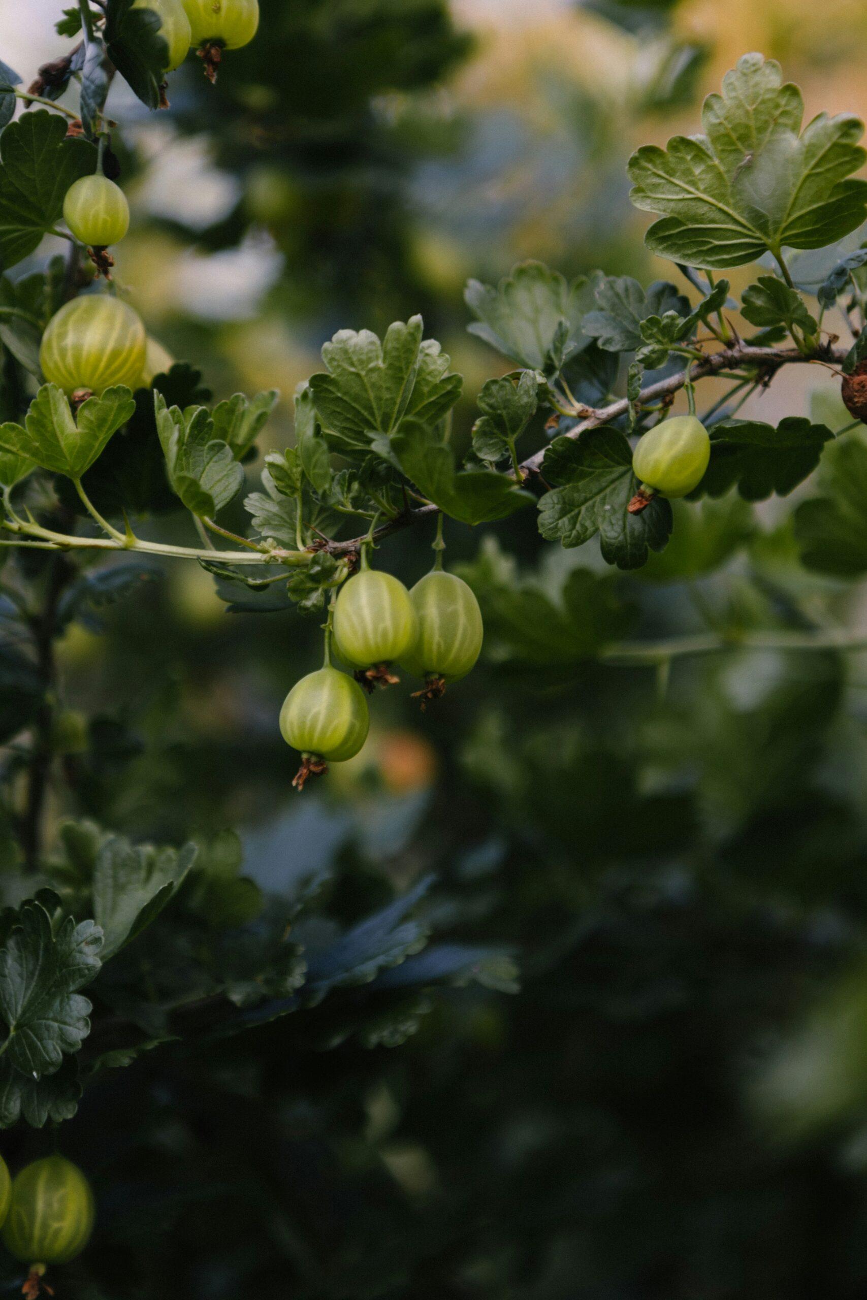 Groseillier : le printemps où tout se joue, sans ruiner la biodiversité