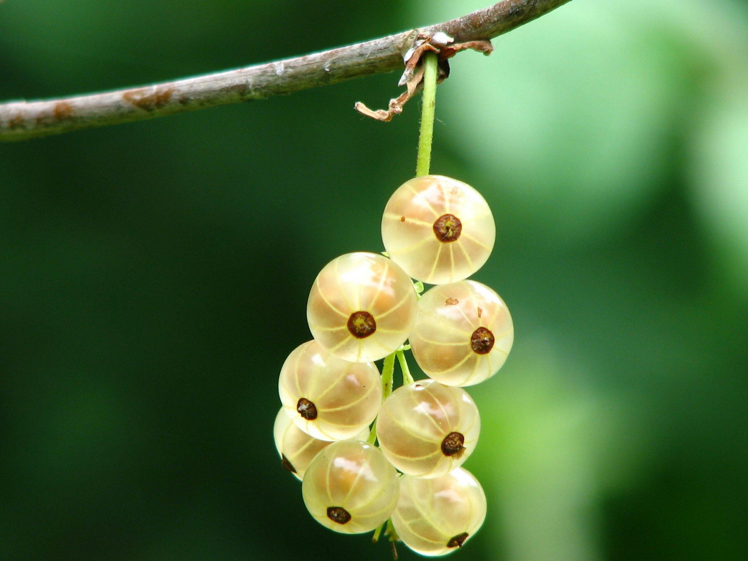 Lush ripe gooseberries hanging on a branch with a vibrant green background.