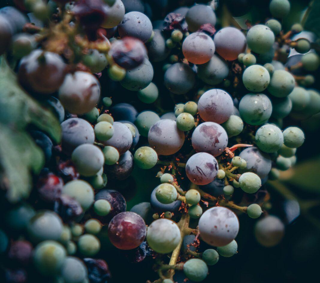 Vibrant close-up of multicolored grapes in Sedona, Arizona vineyard.