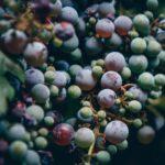 Vibrant close-up of multicolored grapes in Sedona, Arizona vineyard.