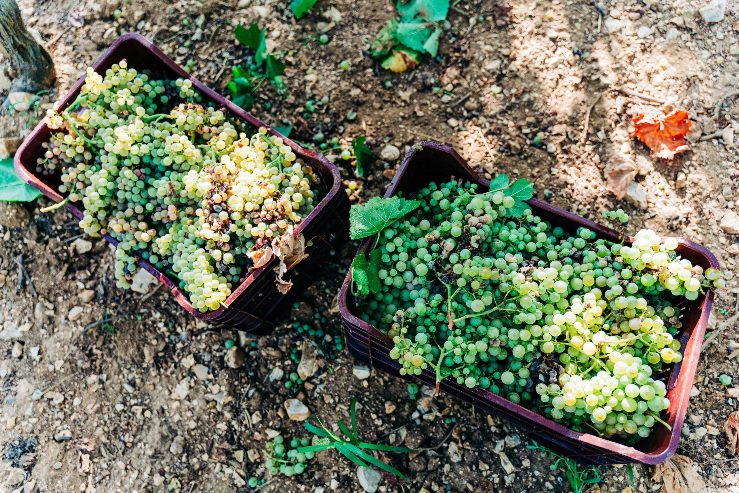 Les bons gestes pour tenir la vigne en forme