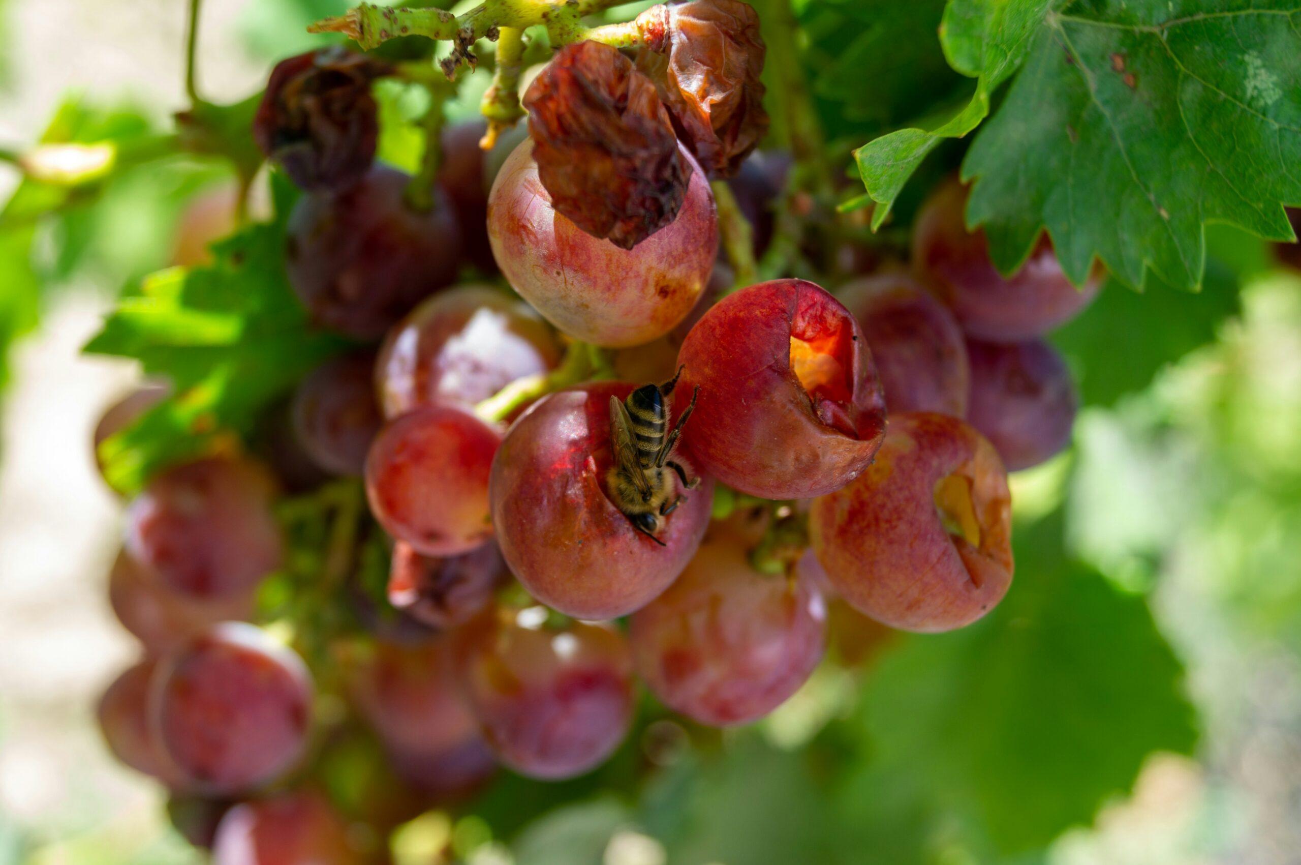 Ravageurs de la vigne : les petites bêtes, gros dégâts
