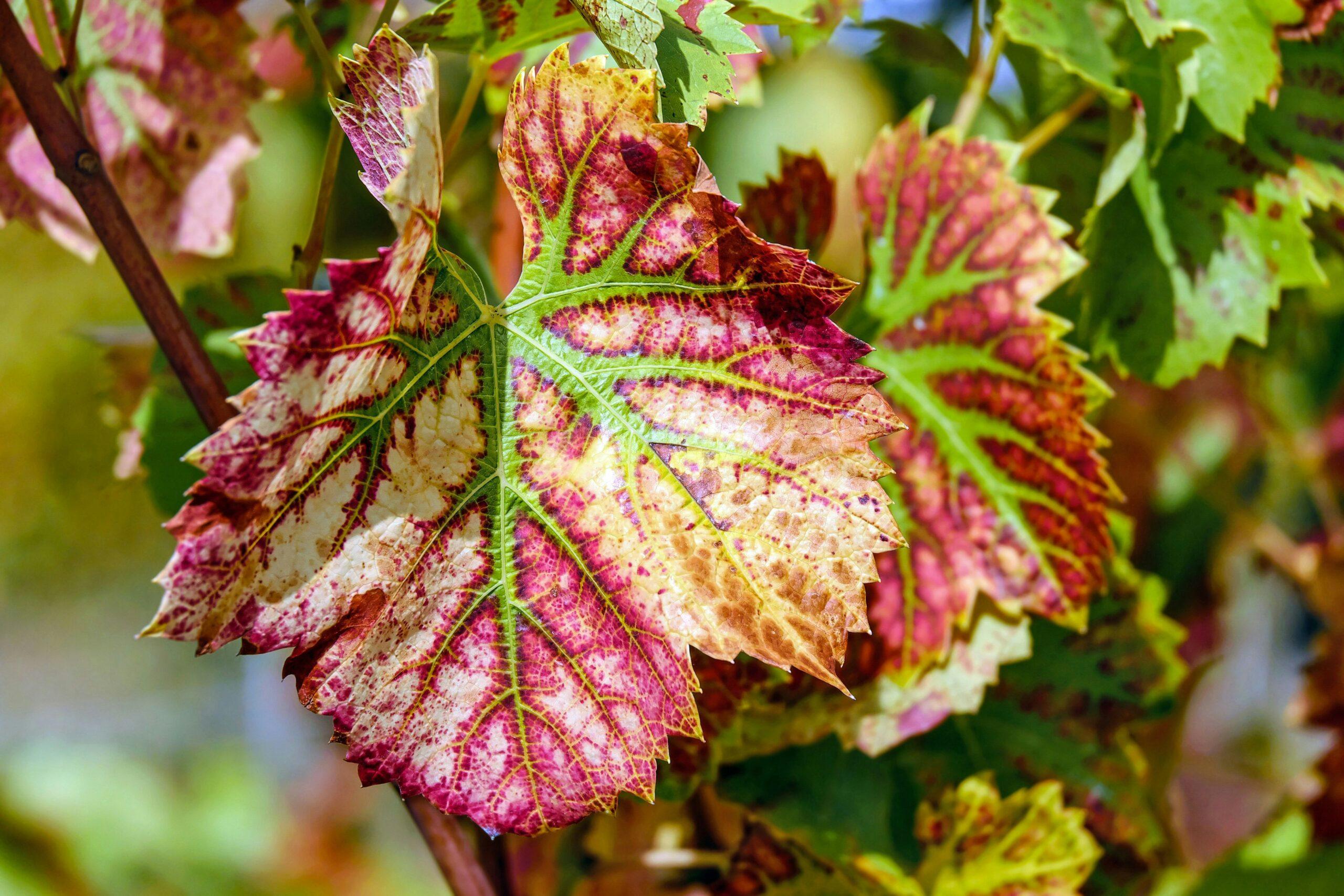 Maladies de la vigne : les tracas sous la loupe