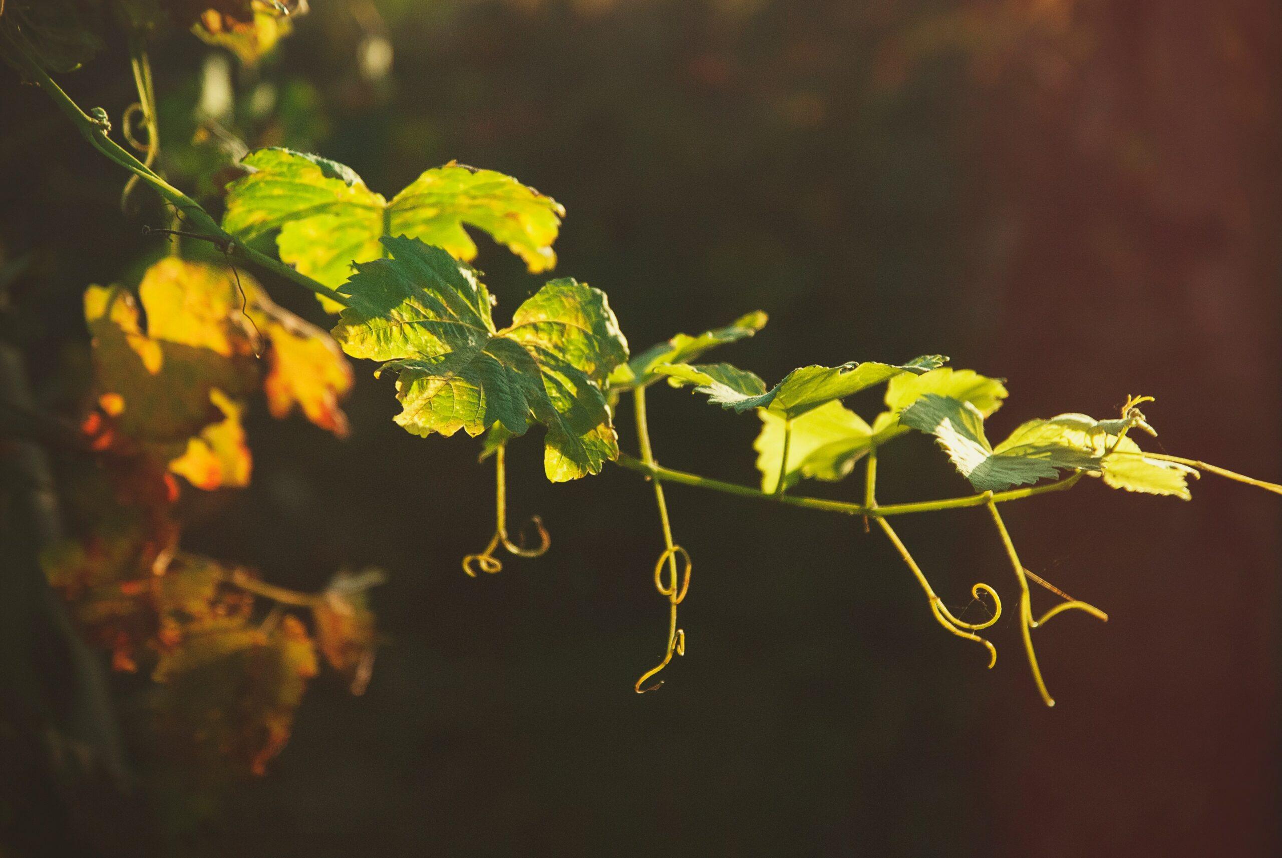 Le raisin monte en gamme,mais pas sans garde-fous
