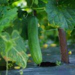 Close-up of a ripe cucumber hanging on the vine in a lush greenhouse setting.