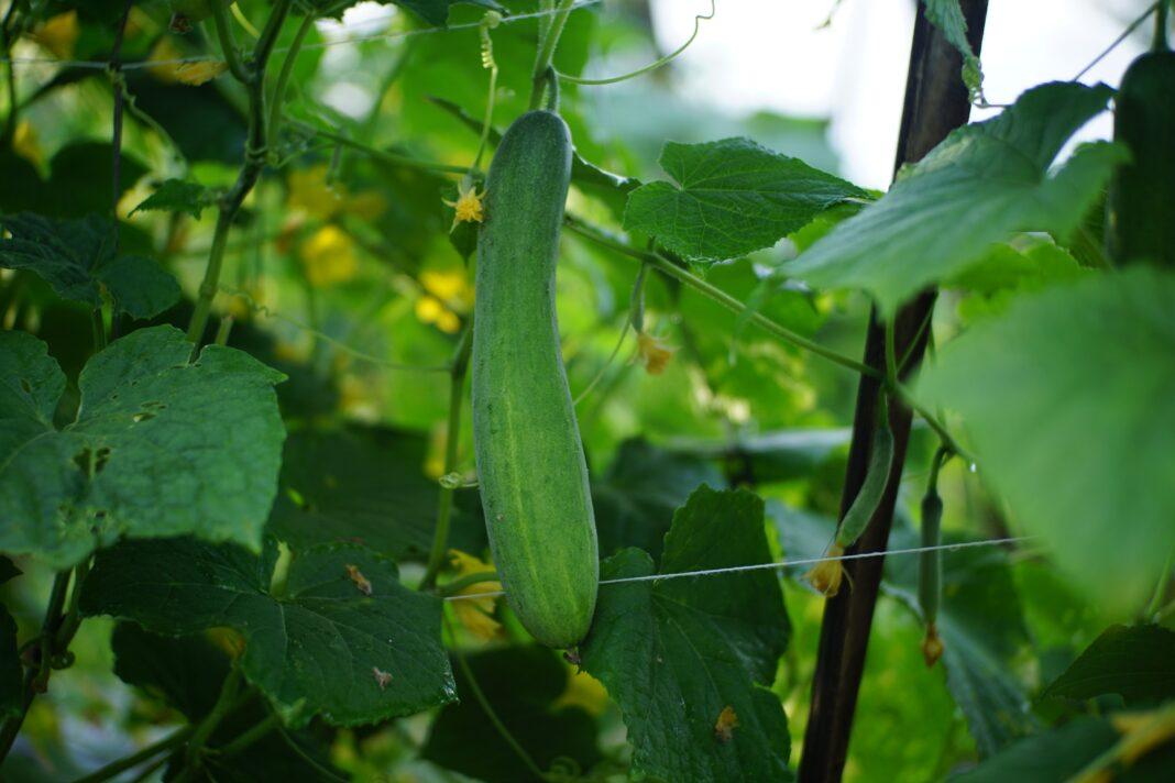 Green cucumber hanging on vine among lush leaves in a greenhouse setting.