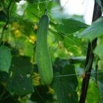 Concombres en serre polycarbonate culture conseils et calendrier semis Green cucumber hanging on vine among lush leaves in a greenhouse setting.