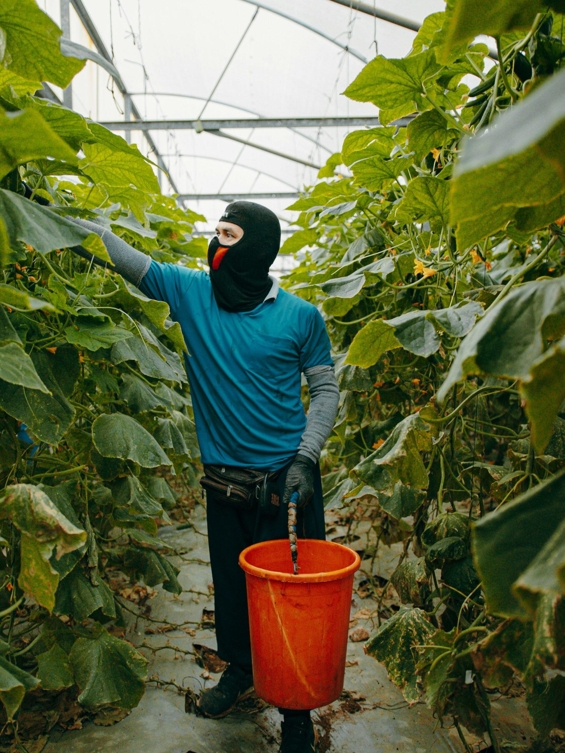 Préparer la serre : ménage de printemps et terre au garde-à-vous
