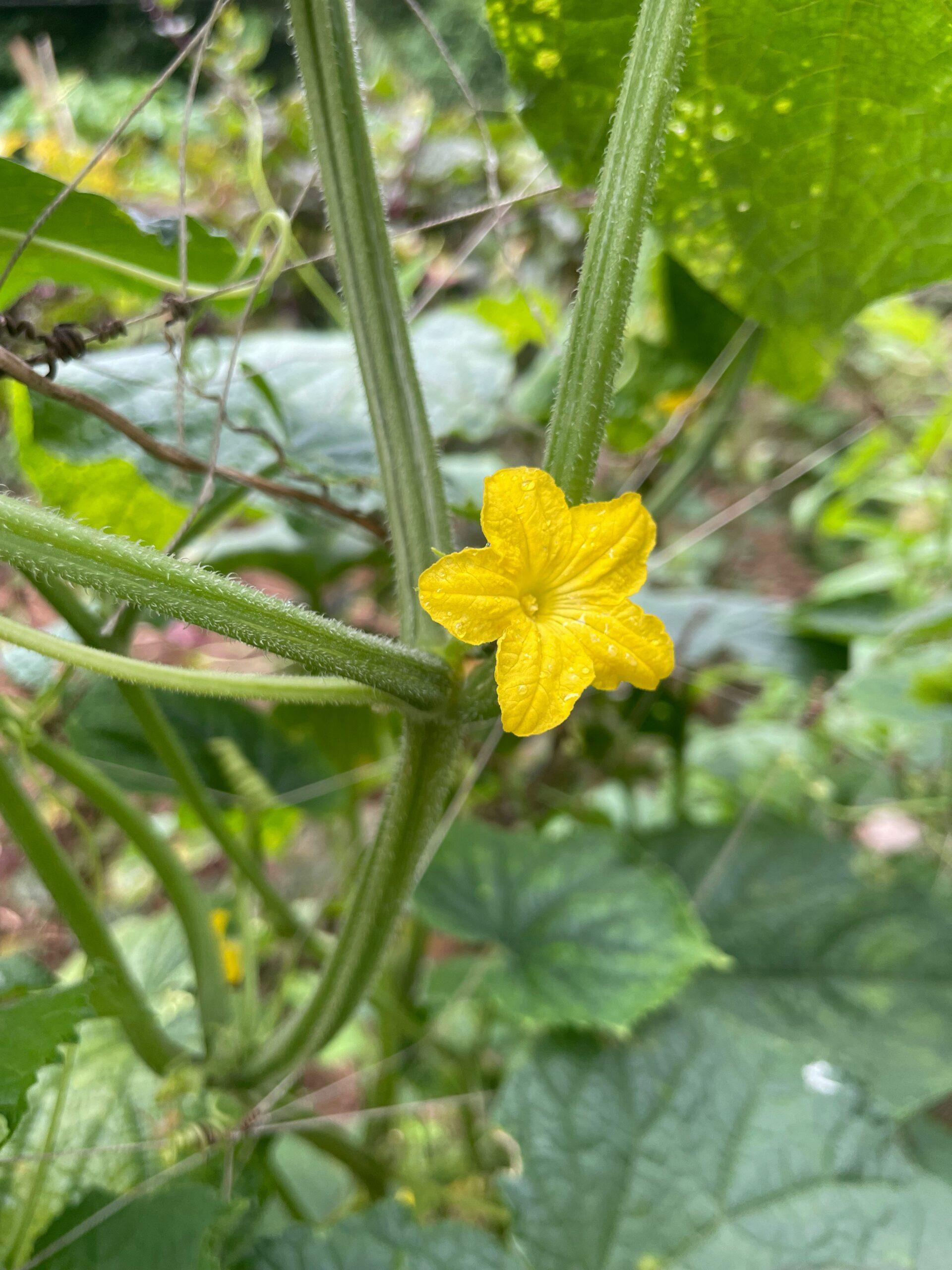Une longueur d’avance au potager, sans tricher avec le calendrier