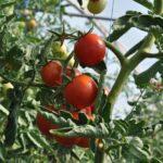 Phytophthora tomate sous serre comment prevenir et traiter efficacement Close-up of ripe red tomatoes on a lush plant in a greenhouse setting.