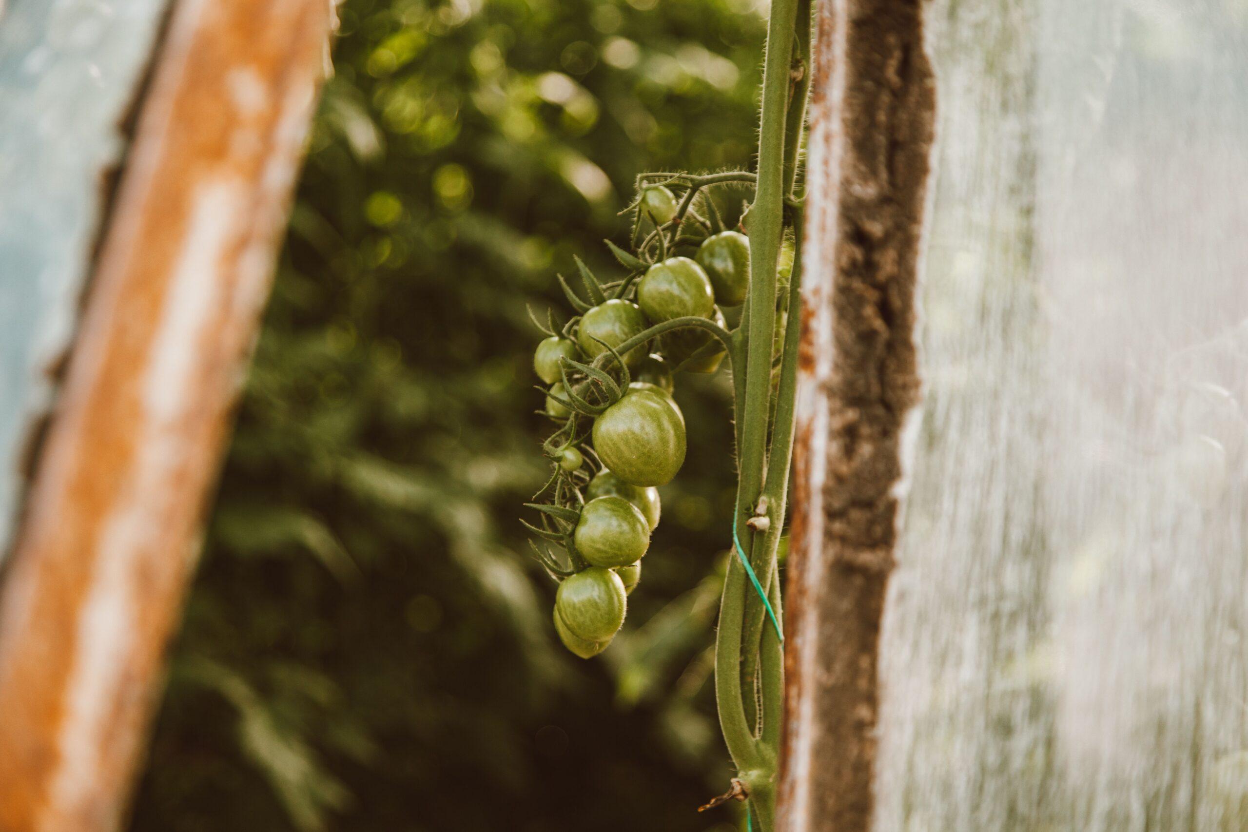 Des tomates atteintes, mais mangeables ?