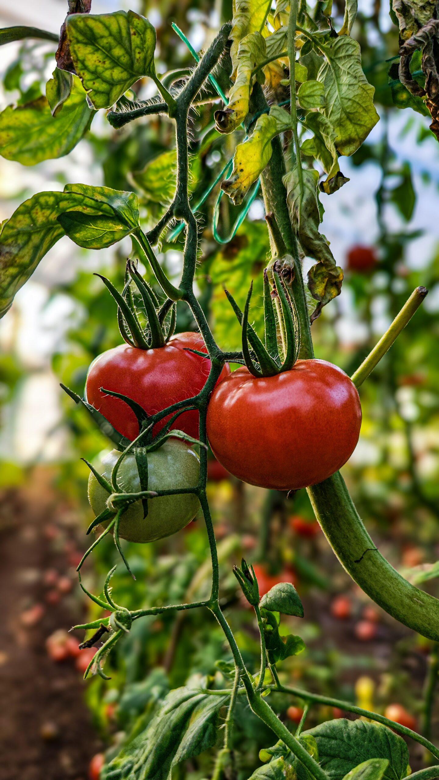 Le mildiou n’attend pas : protéger les tomates de serre avant la cata