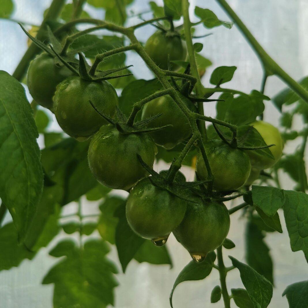 A close-up image of unripe green tomatoes growing on a vine, showcasing their natural freshness.