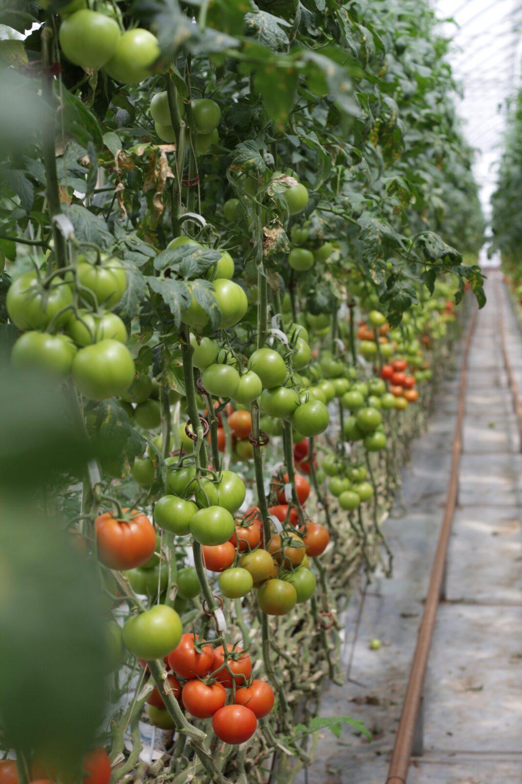 Rows of vibrant tomato plants in a greenhouse showcasing healthy growth and ripe fruit.