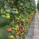 Nourrir les tomates en serre apres le semis Guide engrais NPK et microelements Rows of vibrant tomato plants in a greenhouse showcasing healthy growth and ripe fruit.