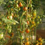 Arroser Tomates en Serre: Fréquence et Quantité en Croissance Floraison Fructification Tomato plants with both ripe and unripe fruits growing vertically in a sunny greenhouse.