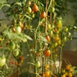 Tomato plants with both ripe and unripe fruits growing vertically in a sunny greenhouse.