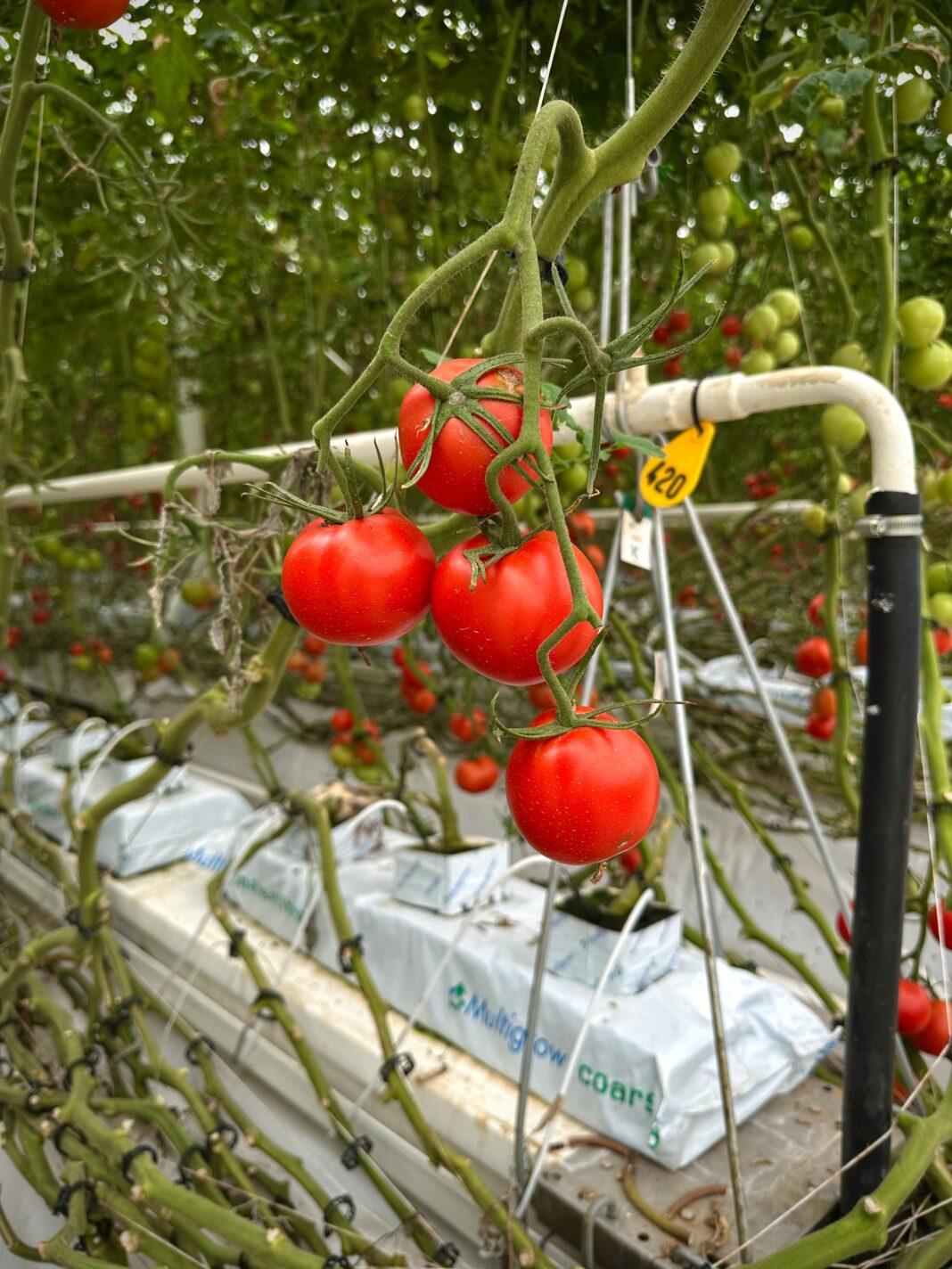 Fresh ripe tomatoes growing in a high-tech greenhouse environment.