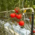 Fresh ripe tomatoes growing in a high-tech greenhouse environment.