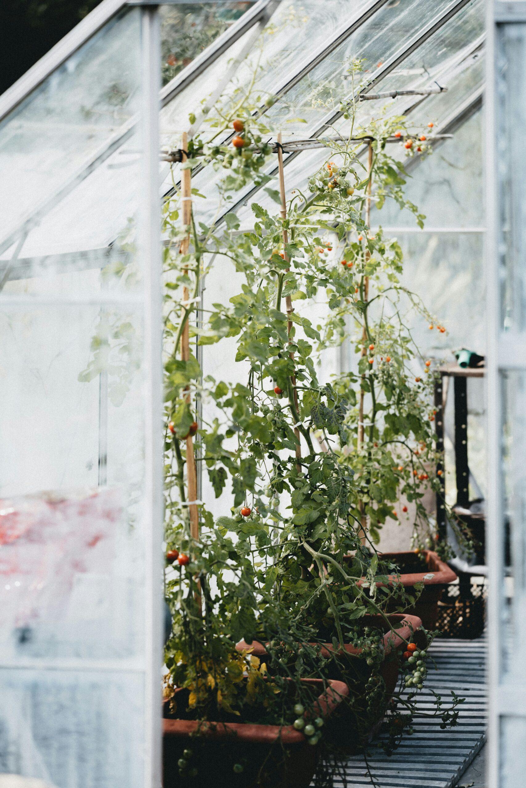 Au rythme des tomates : ni trop, ni trop peu