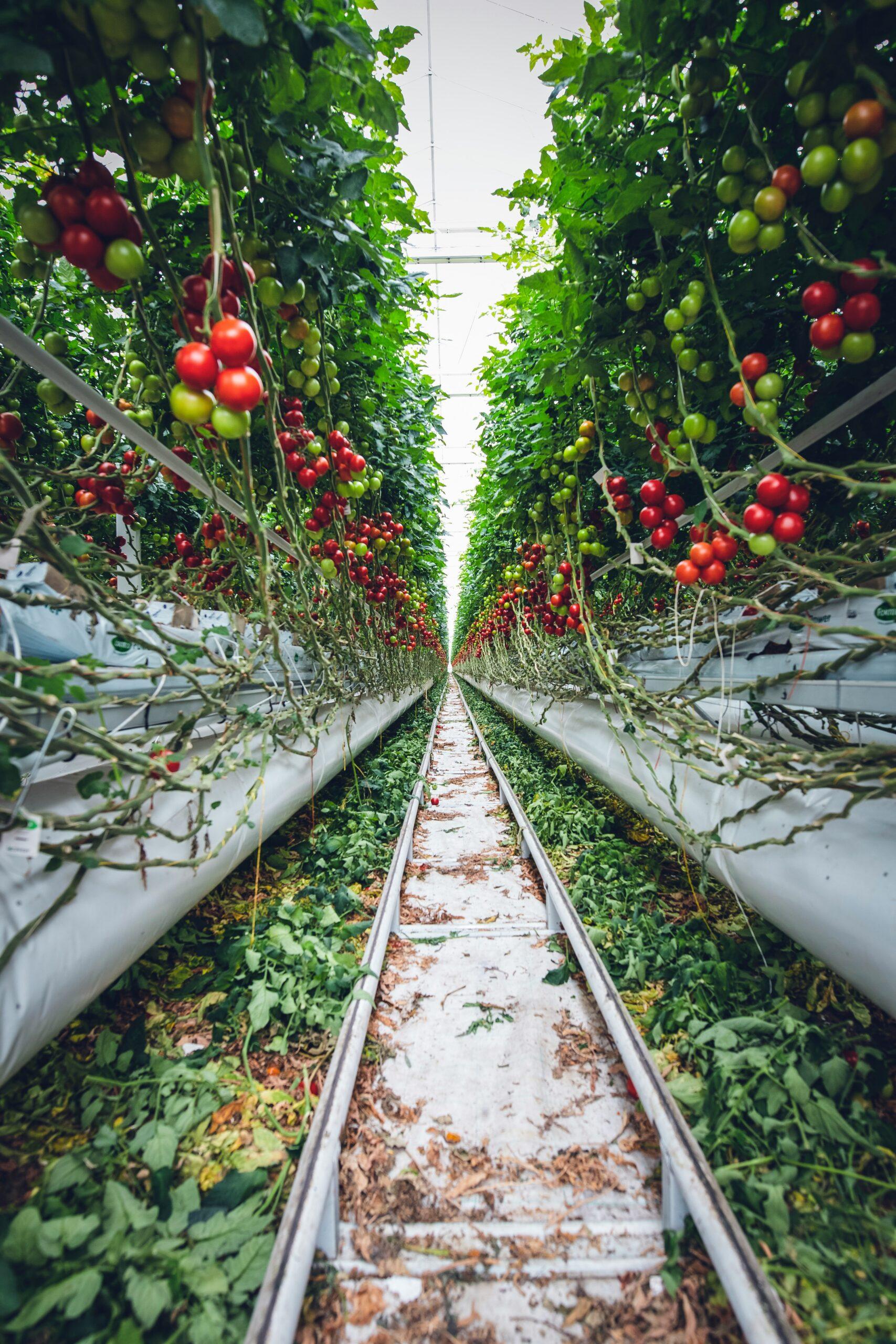 Des gourmands qui poussent… et qui grignotent l’énergie