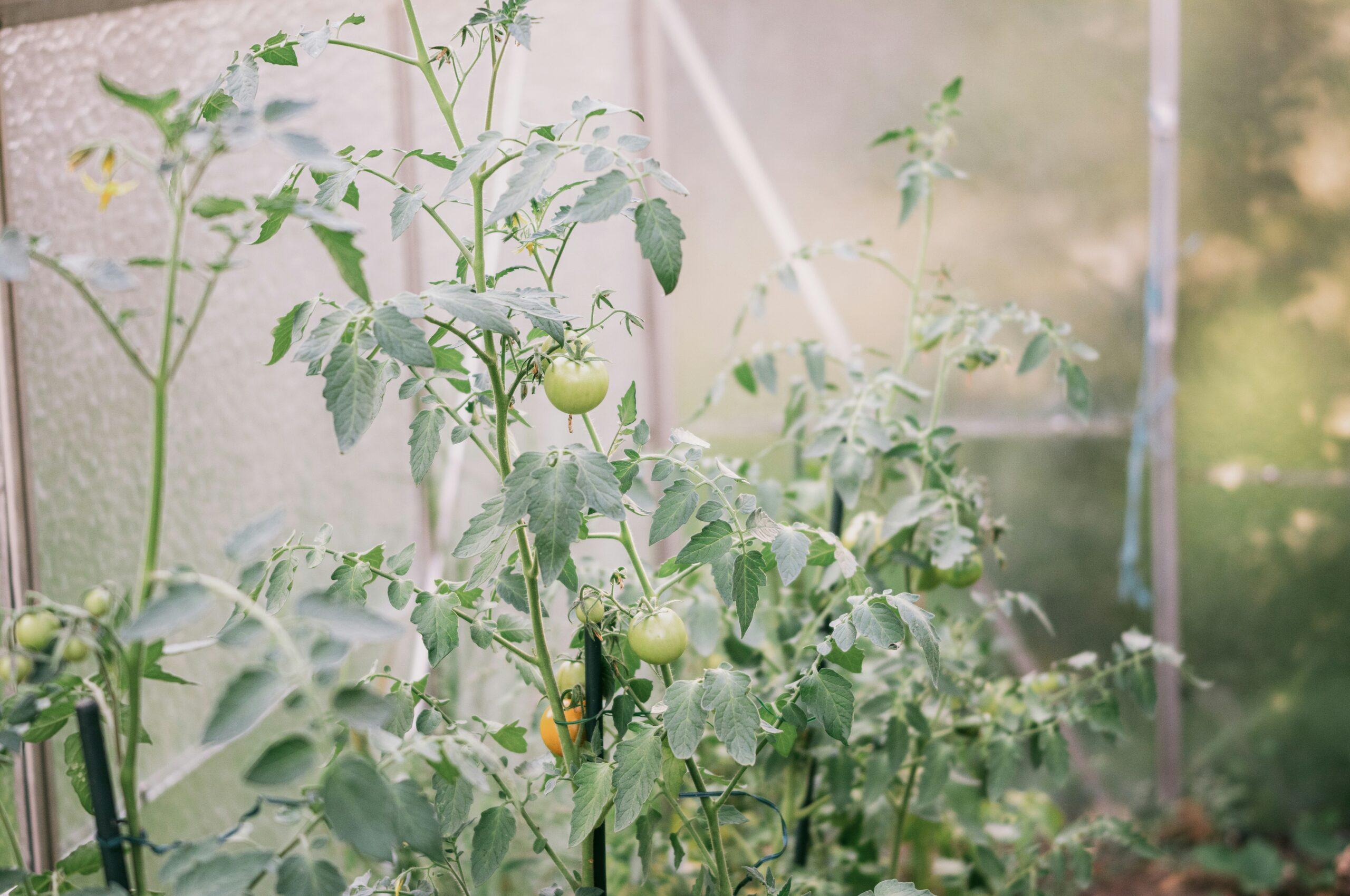 Des rangs bien posés, et la tomate vous dira merci