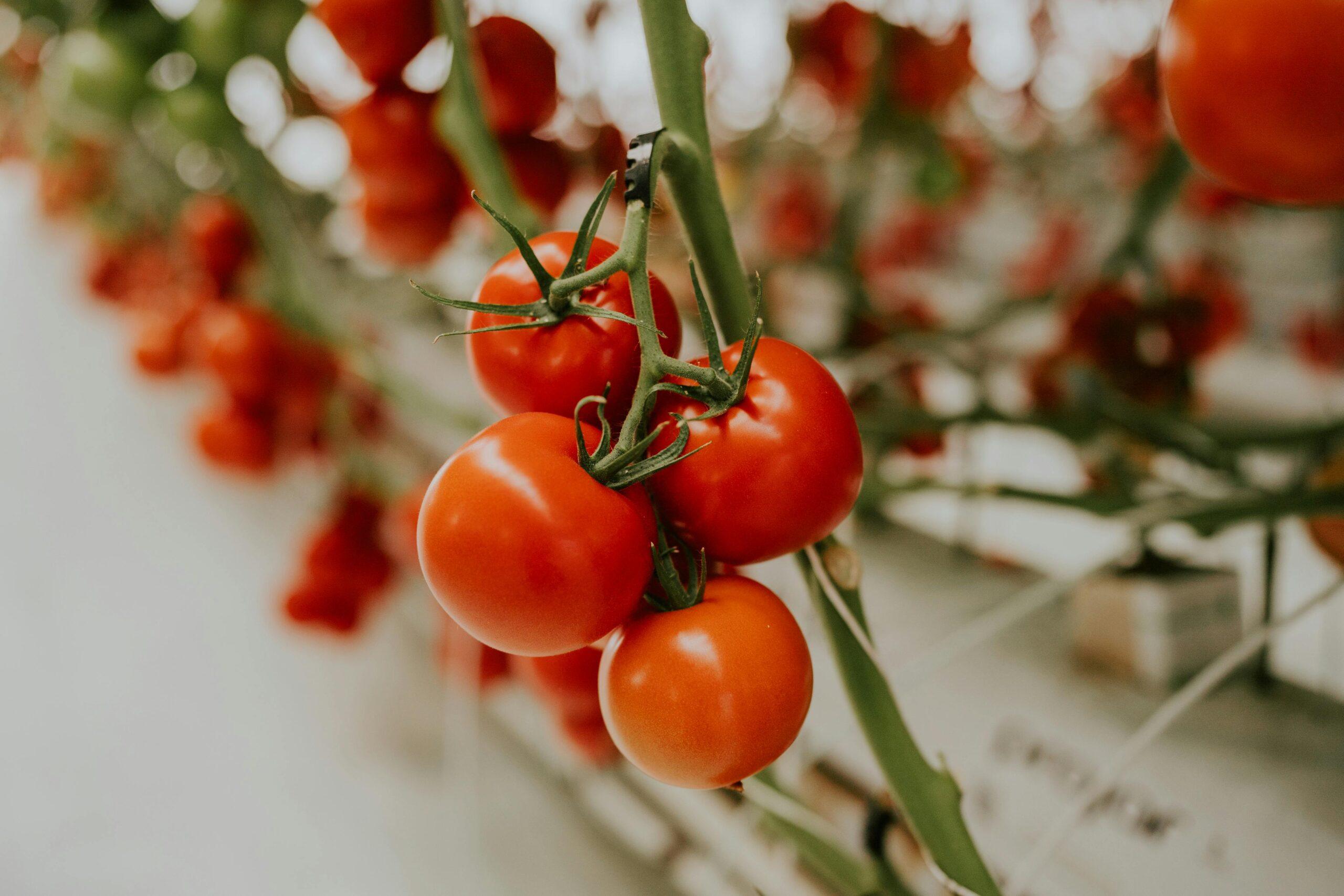 Préparer la maison avant d’inviter les tomates