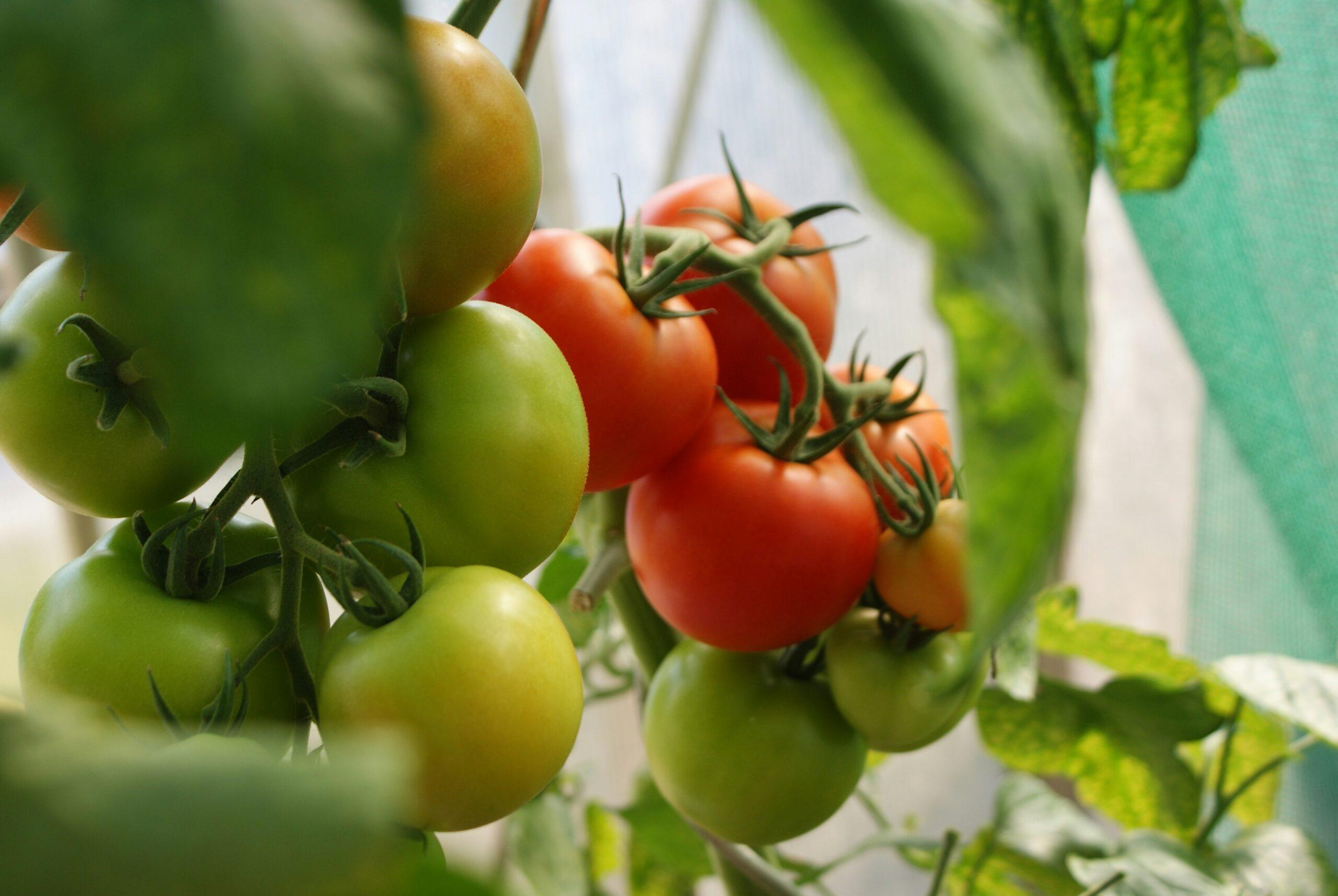 Tomates en serre : le bon coup de sécateur pour éviter la jungle