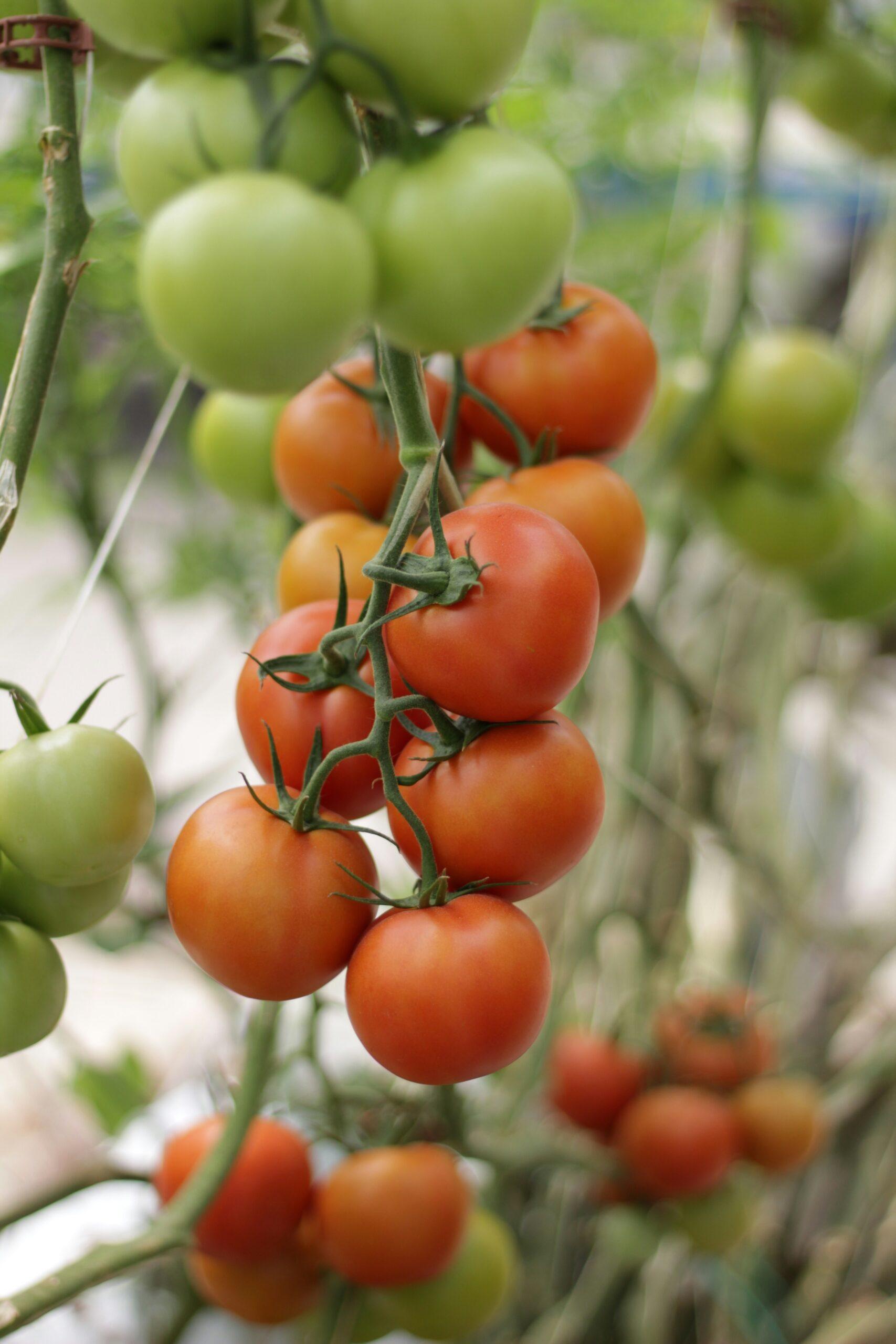 Tomates sous serre : l’arrosage juste, sans noyade ni sécheresse