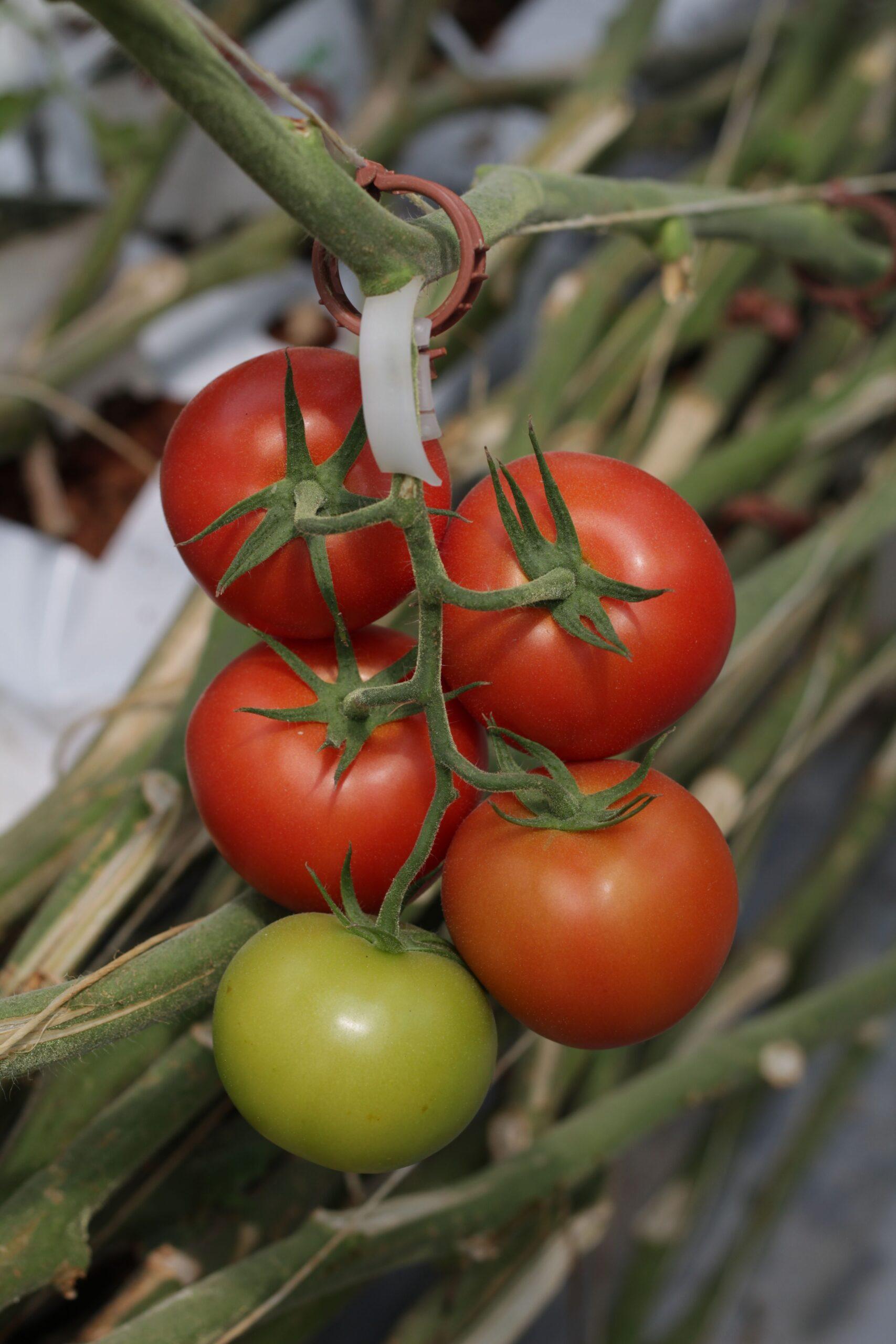 Tomates sous serre : le bon program pour nourrir sans épuiser le sol