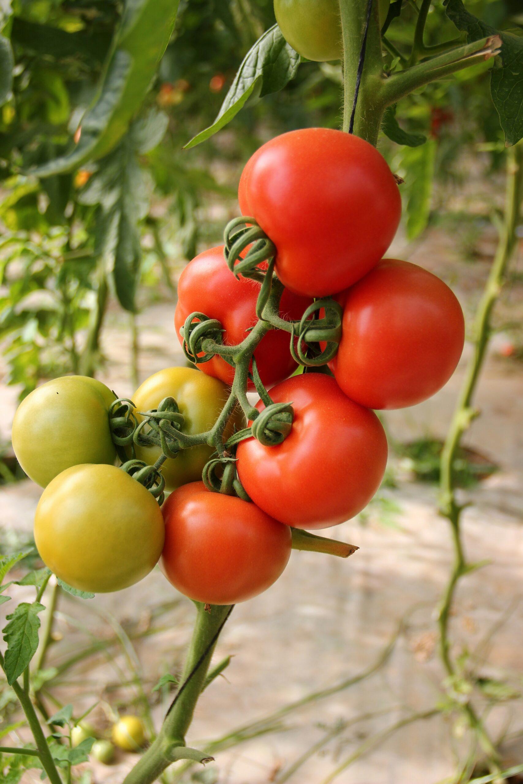 Faut-il vraiment épointer ses tomates ?