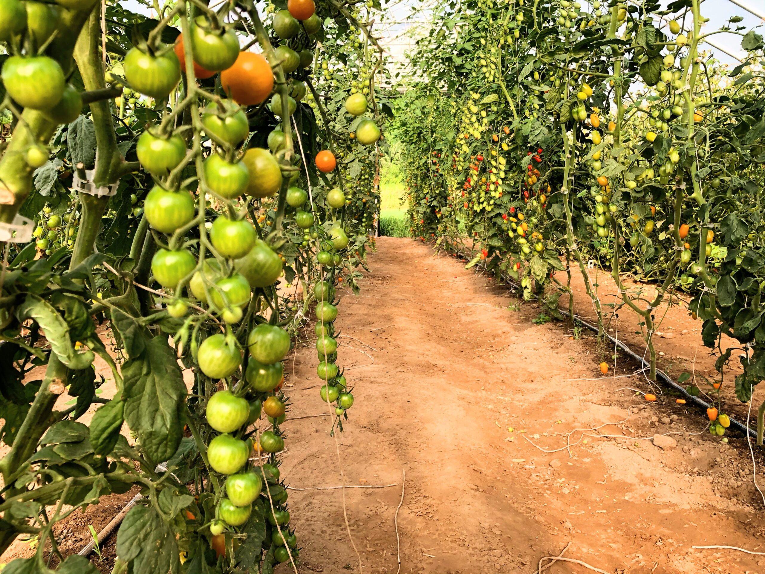plantation : les gestes qui évitent la casse