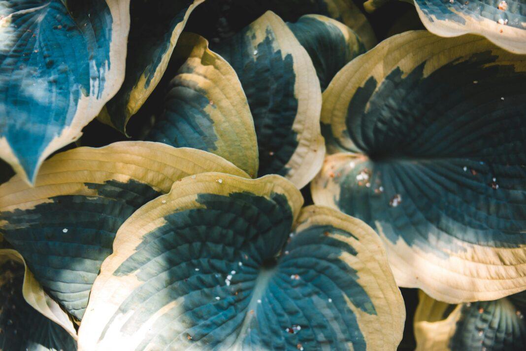 A detailed close-up of variegated hosta leaves with green and yellow hues.
