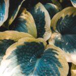 A detailed close-up of variegated hosta leaves with green and yellow hues.