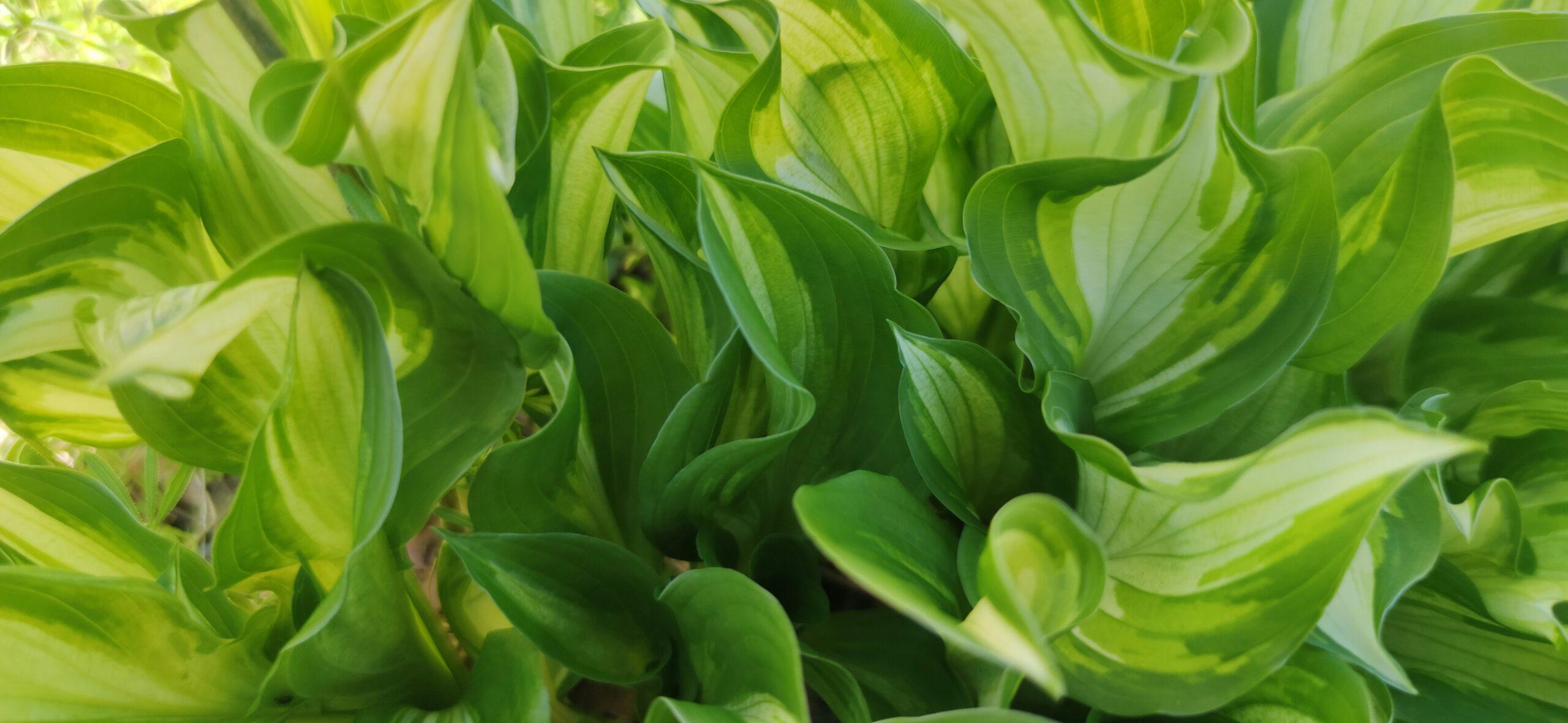Hosta : le feuillage qui fait le spectacle, même à l’ombre