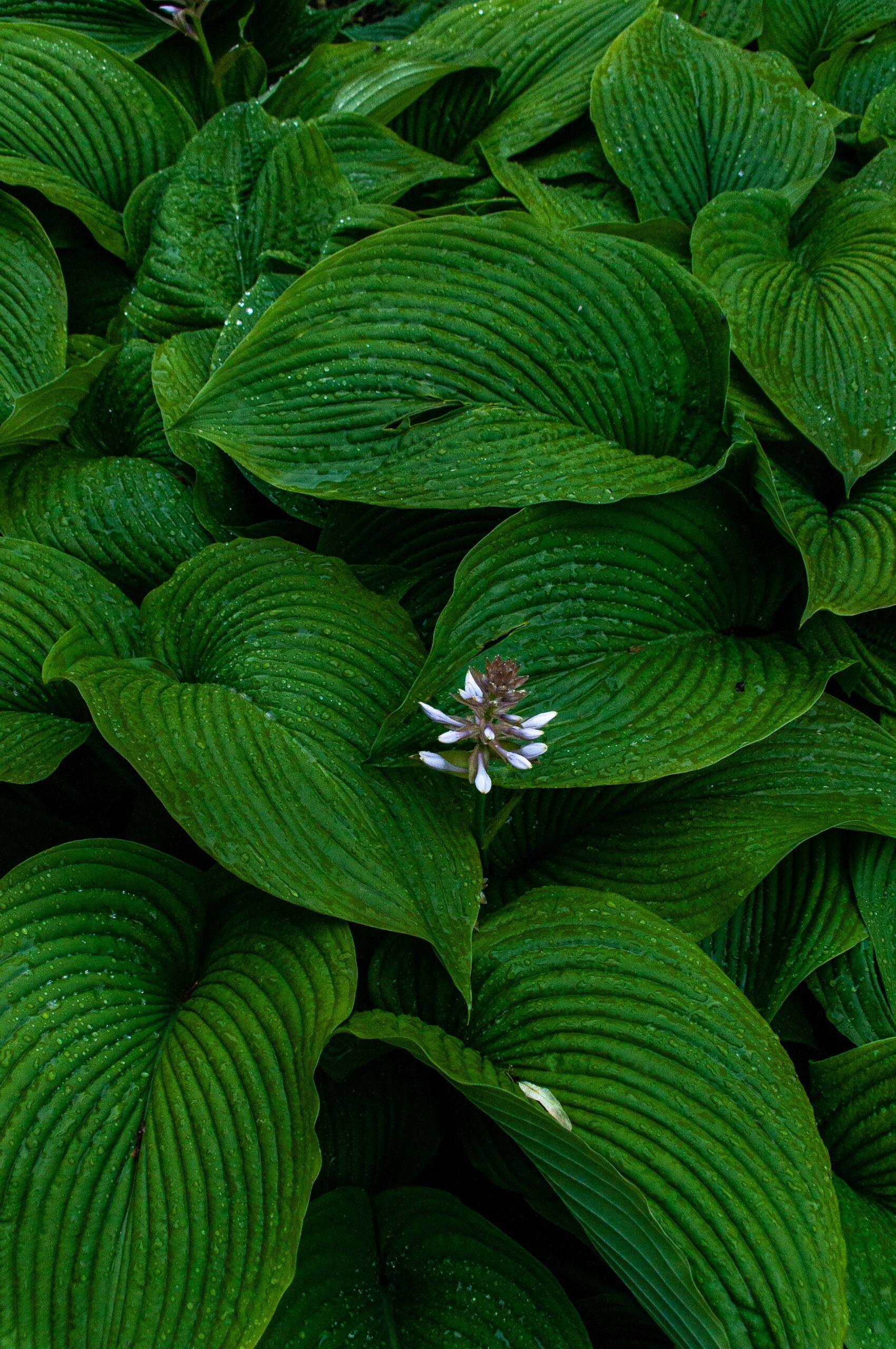 Feuilles en fanfare, fleurs en coulisses