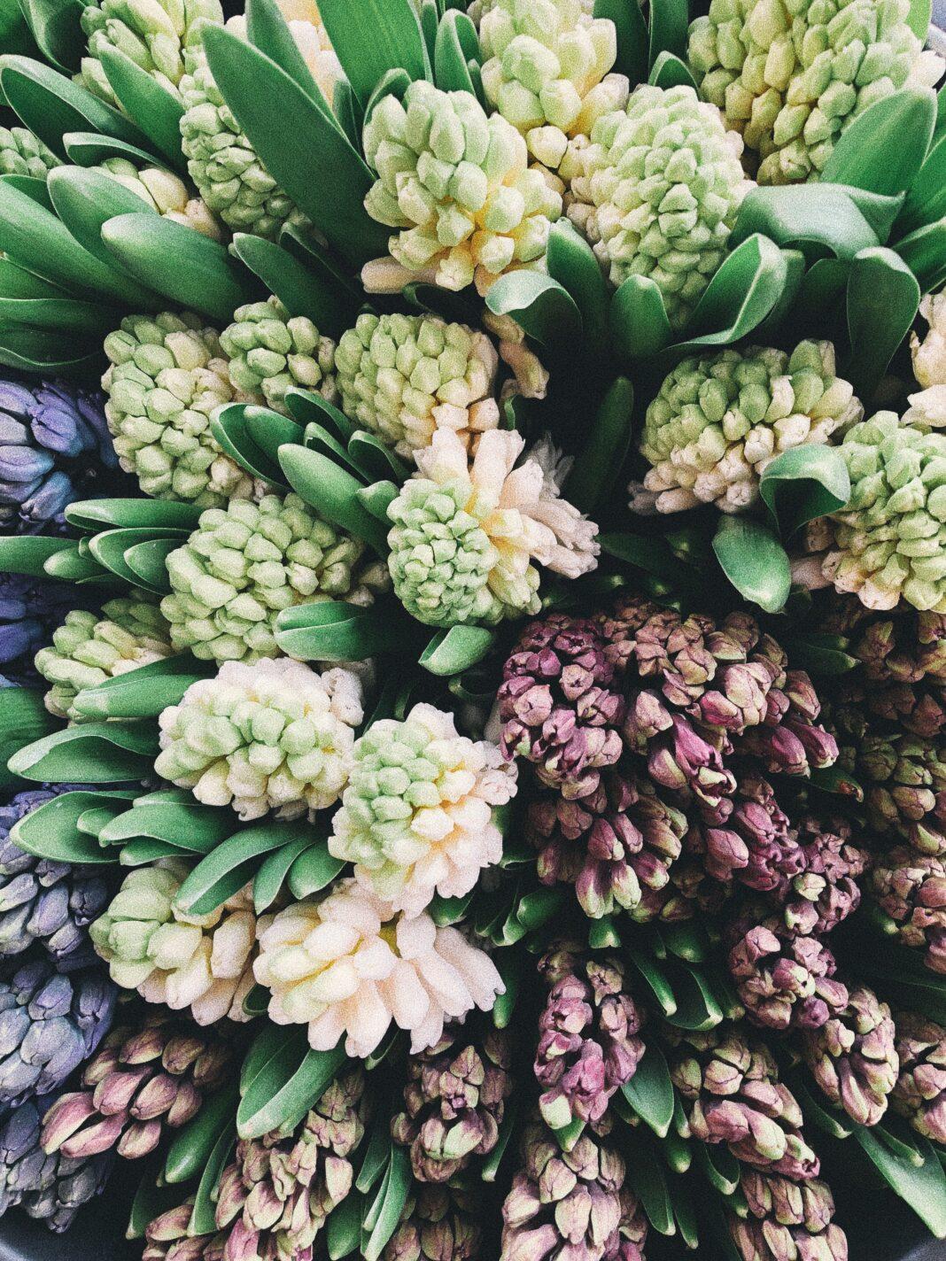A colorful bouquet of blooming hyacinth flowers with vivid petals and lush green leaves.