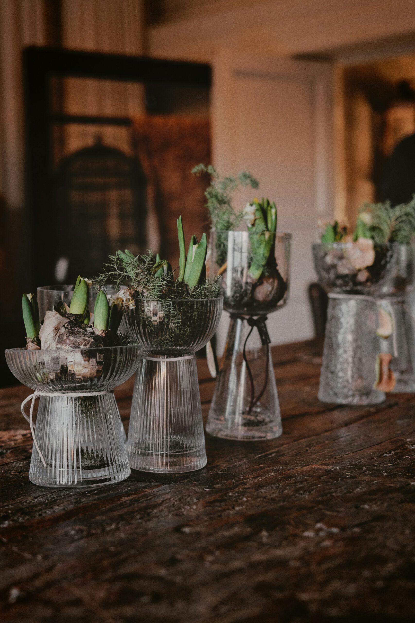 Jacinthes au jardin : les bulbes du printemps, sans se planter