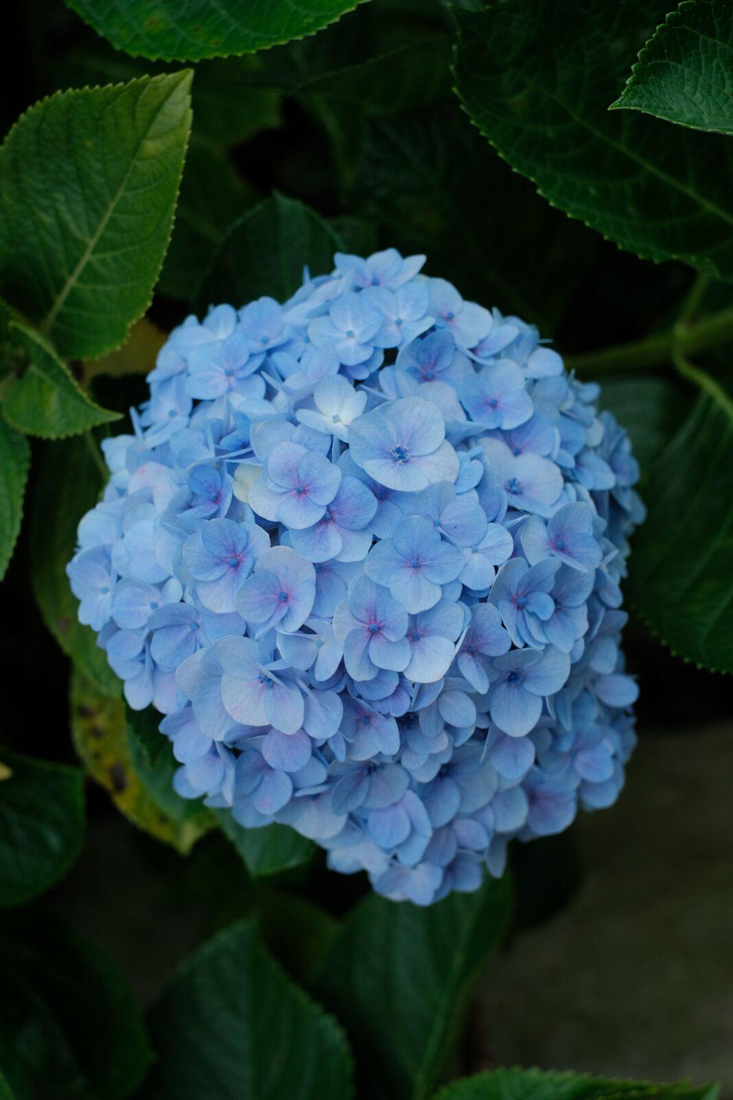 Close-up of a vibrant blue hydrangea flower with lush green leaves.