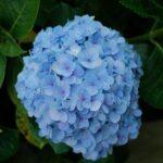 Hortensia histoire couleurs formes variétés plantation entretien et astuces pour réussir Close-up of a vibrant blue hydrangea flower with lush green leaves.