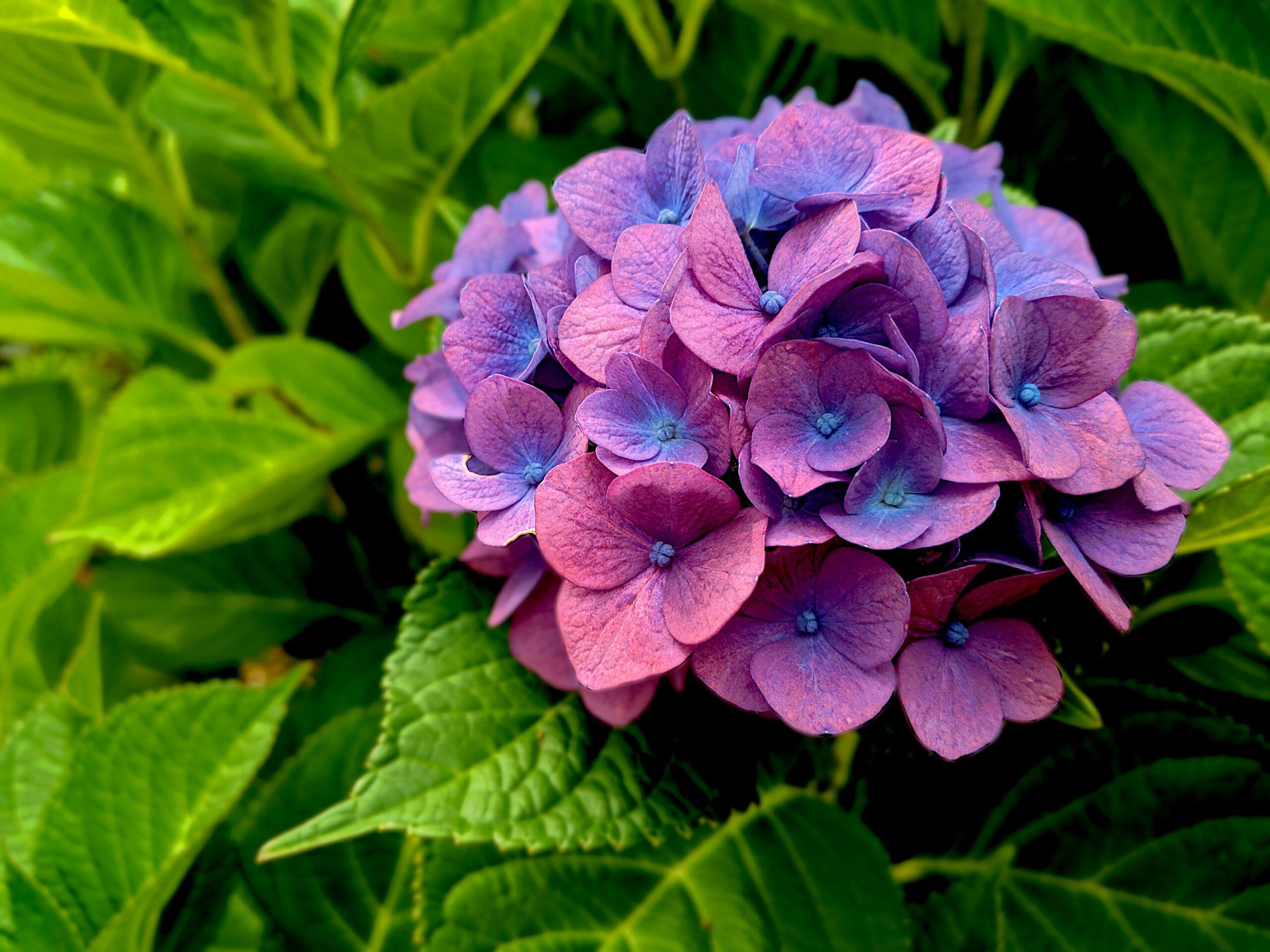 Une boule de fleurs, mille façons de jouer