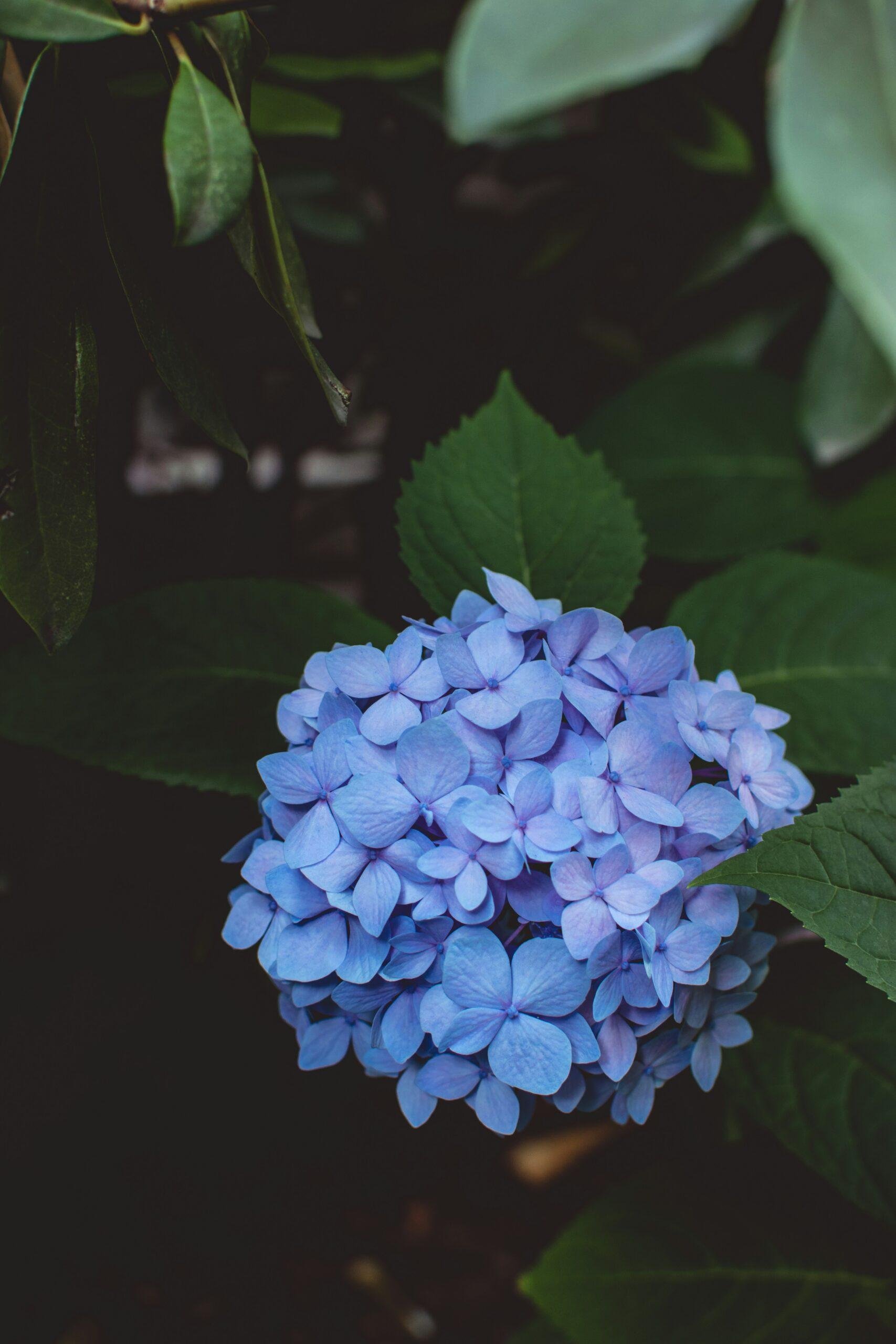 Grandes feuilles,bleues envies