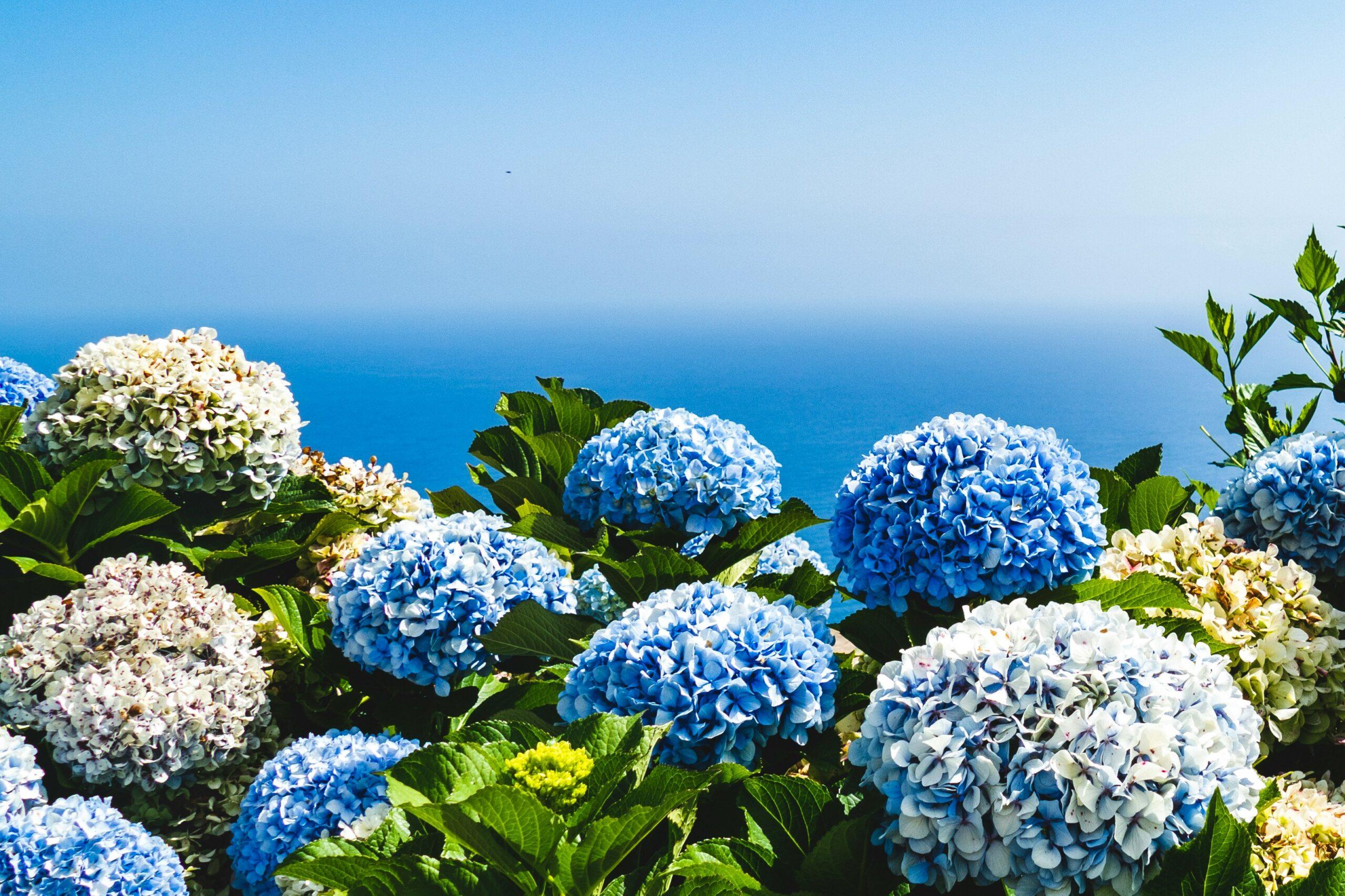 L’hortensia,la belle à fleurs qui ne boit pas n’importe comment