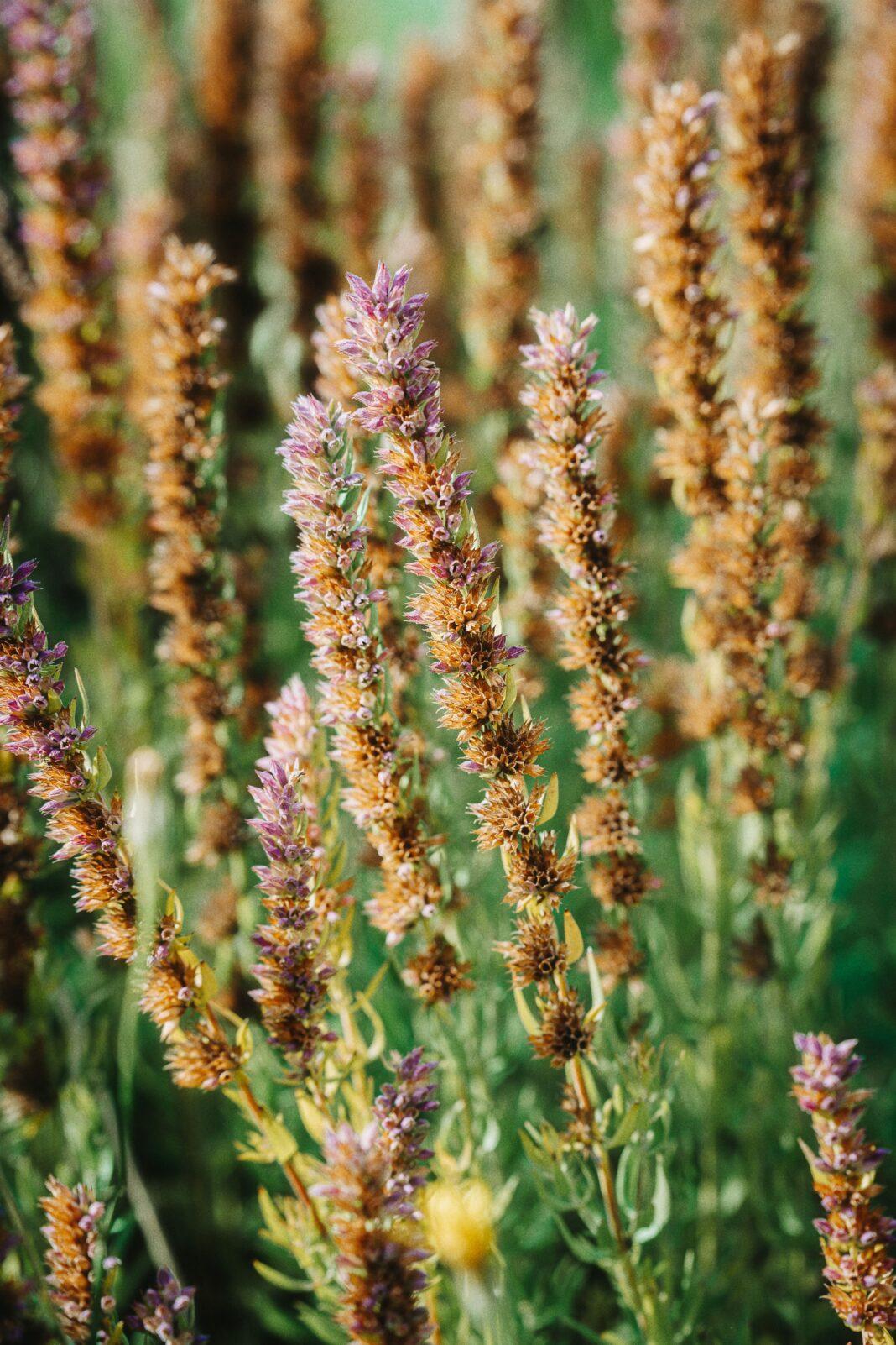 Close-up of colorful wildflowers in a sunlit Liepāja field, showcasing nature's beauty.
