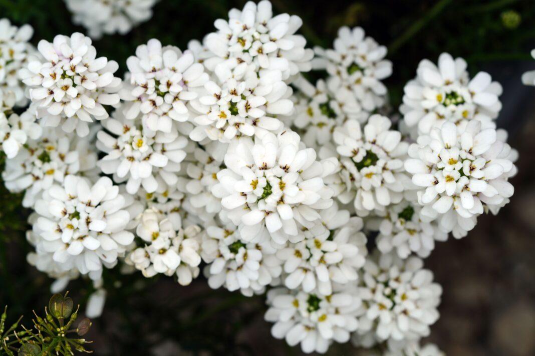 Beautiful close-up of white Iberis Sempervirens flowers in full bloom, captured outdoors.