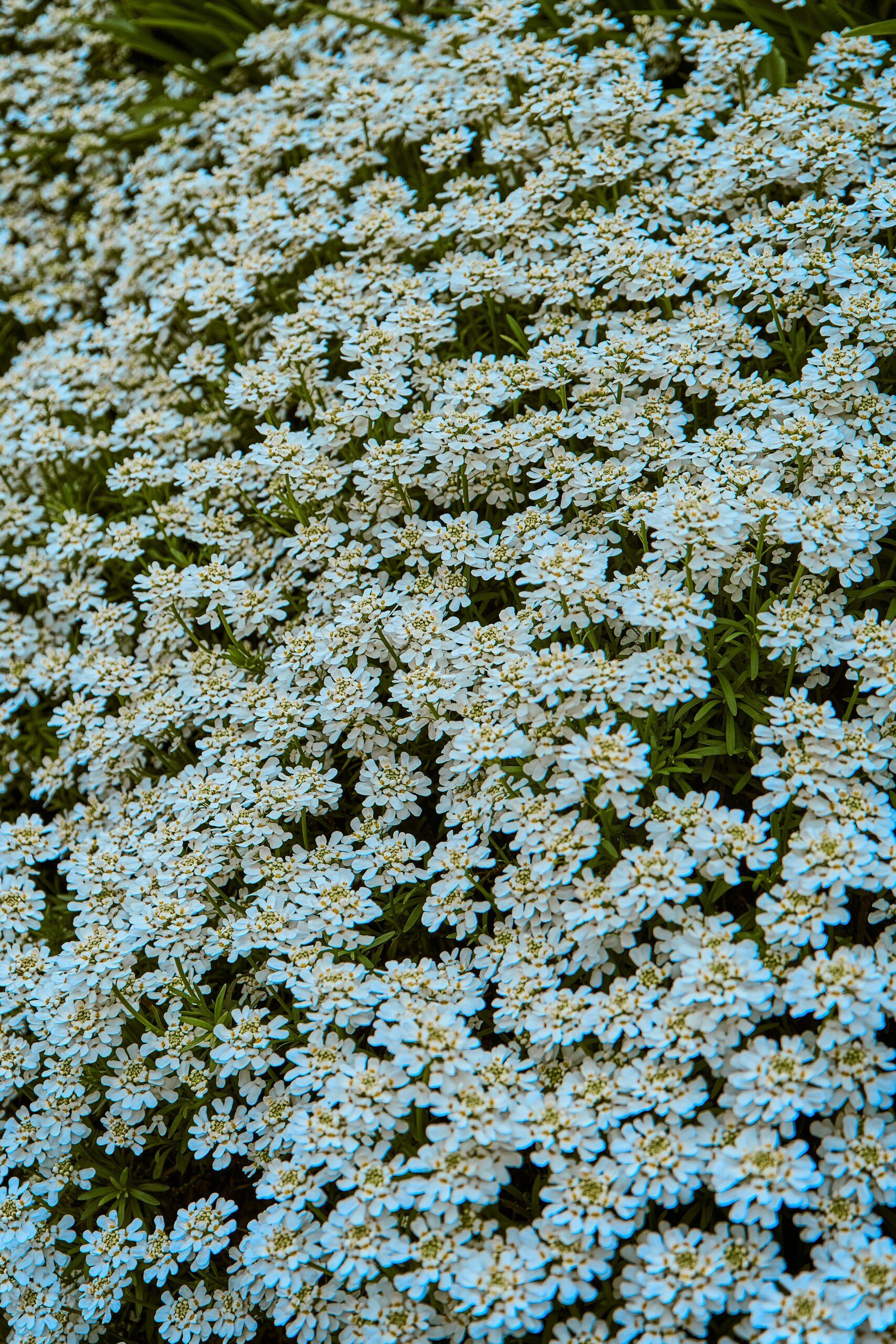 Semis et variétés : graines de rébellion au jardin