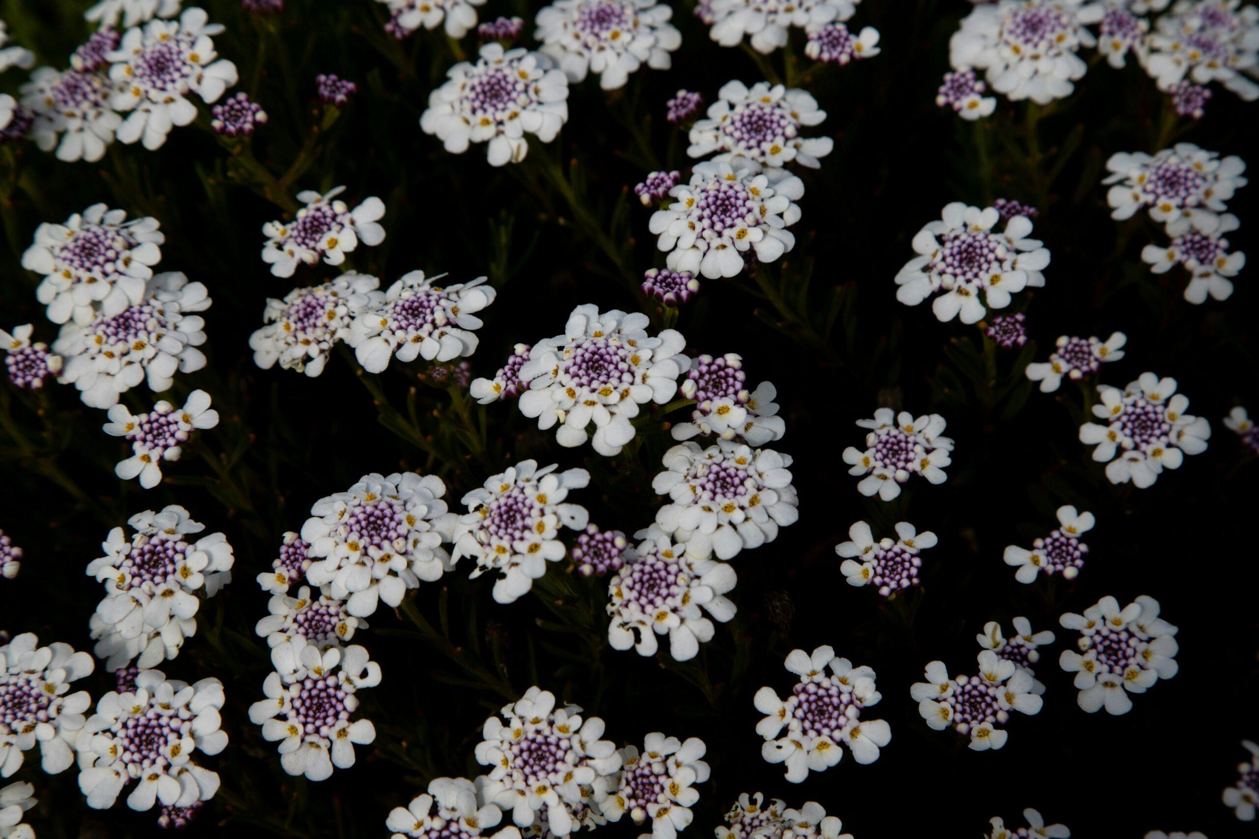 Des fleurs en nuage, pour les plates-bandes bien habillées