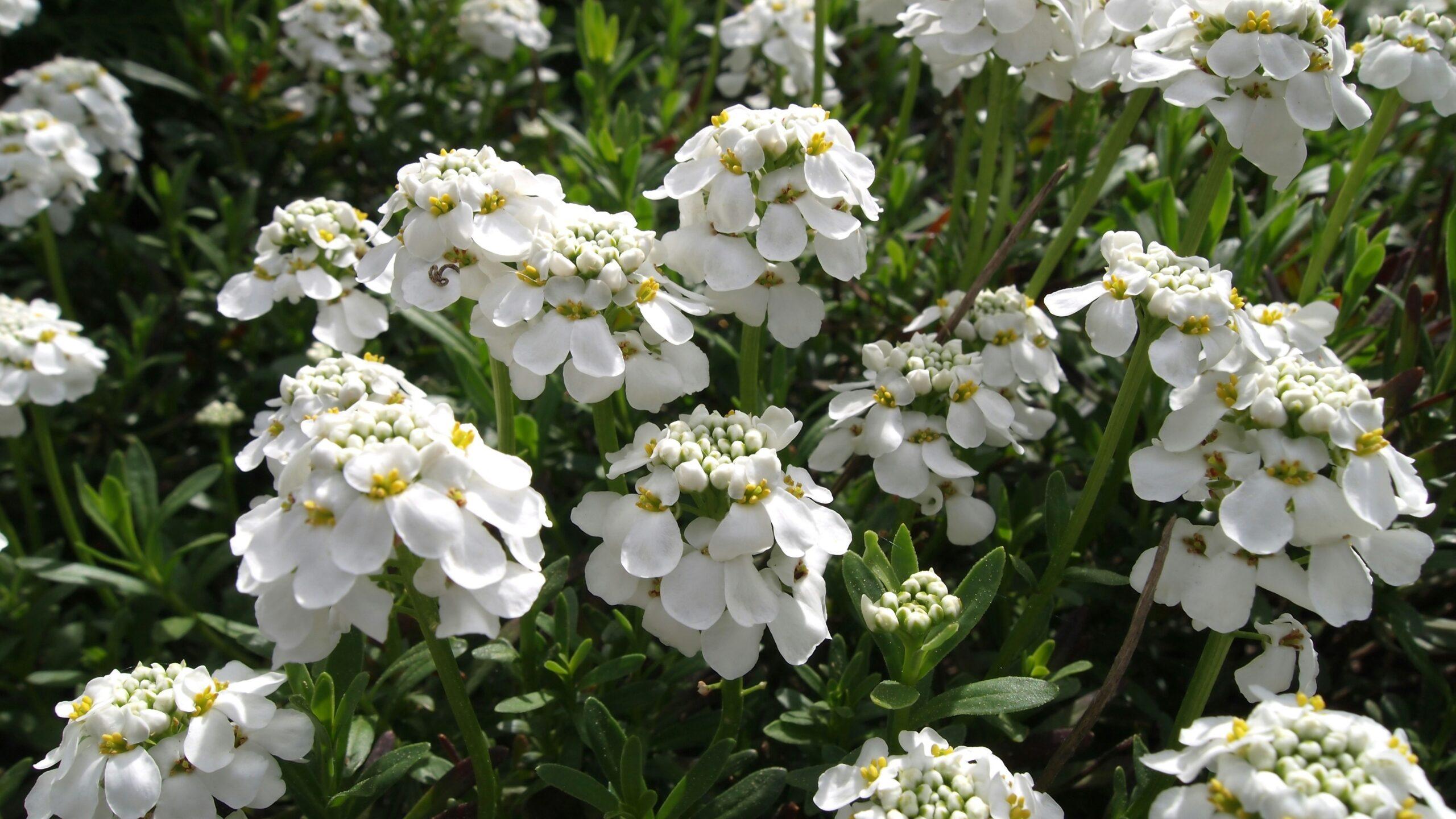 Ibéris : une petite fleur qui fait grand effet, même sans chichis