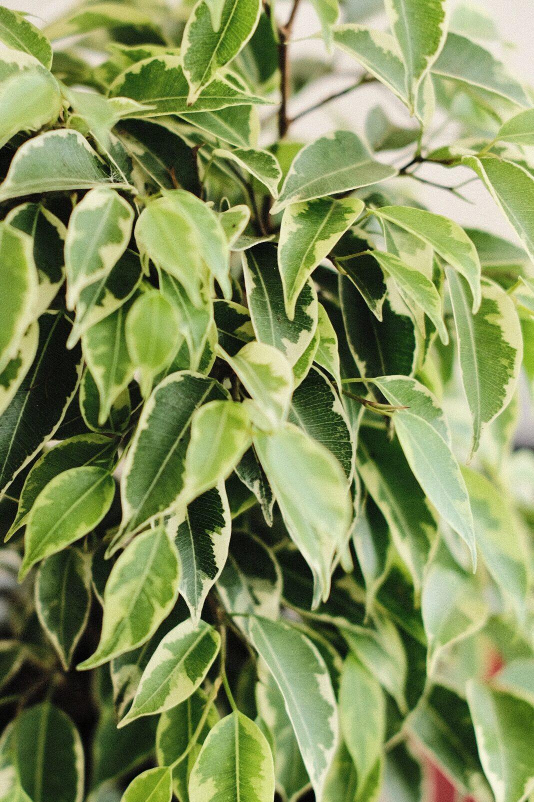 Closeup of Ficus Kinki with lush variegated leaves. Ideal for houseplant enthusiasts.